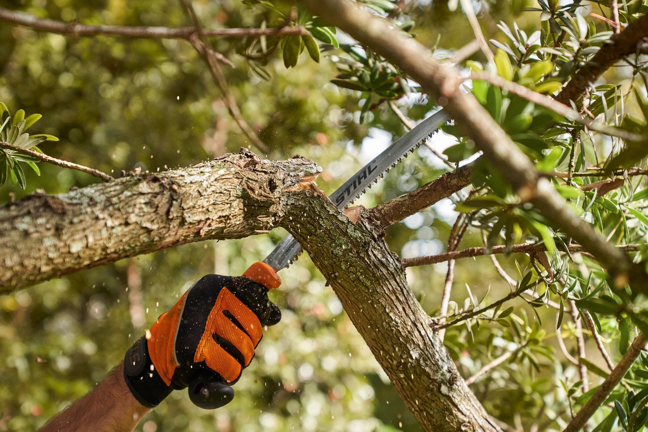 Egy STIHL védőkesztyűt viselő személy STIHL fűrésszel lefűrészel egy ágat egy lombos fáról