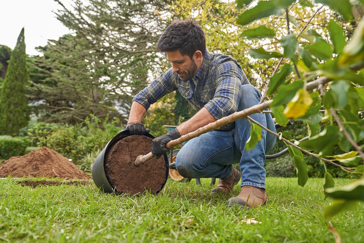 Egy STIHL védőkesztyűt viselő férfi egy ültetésre szánt konténeres fát tart, és meglazítja a gyökérbojtot az öntözéshez.