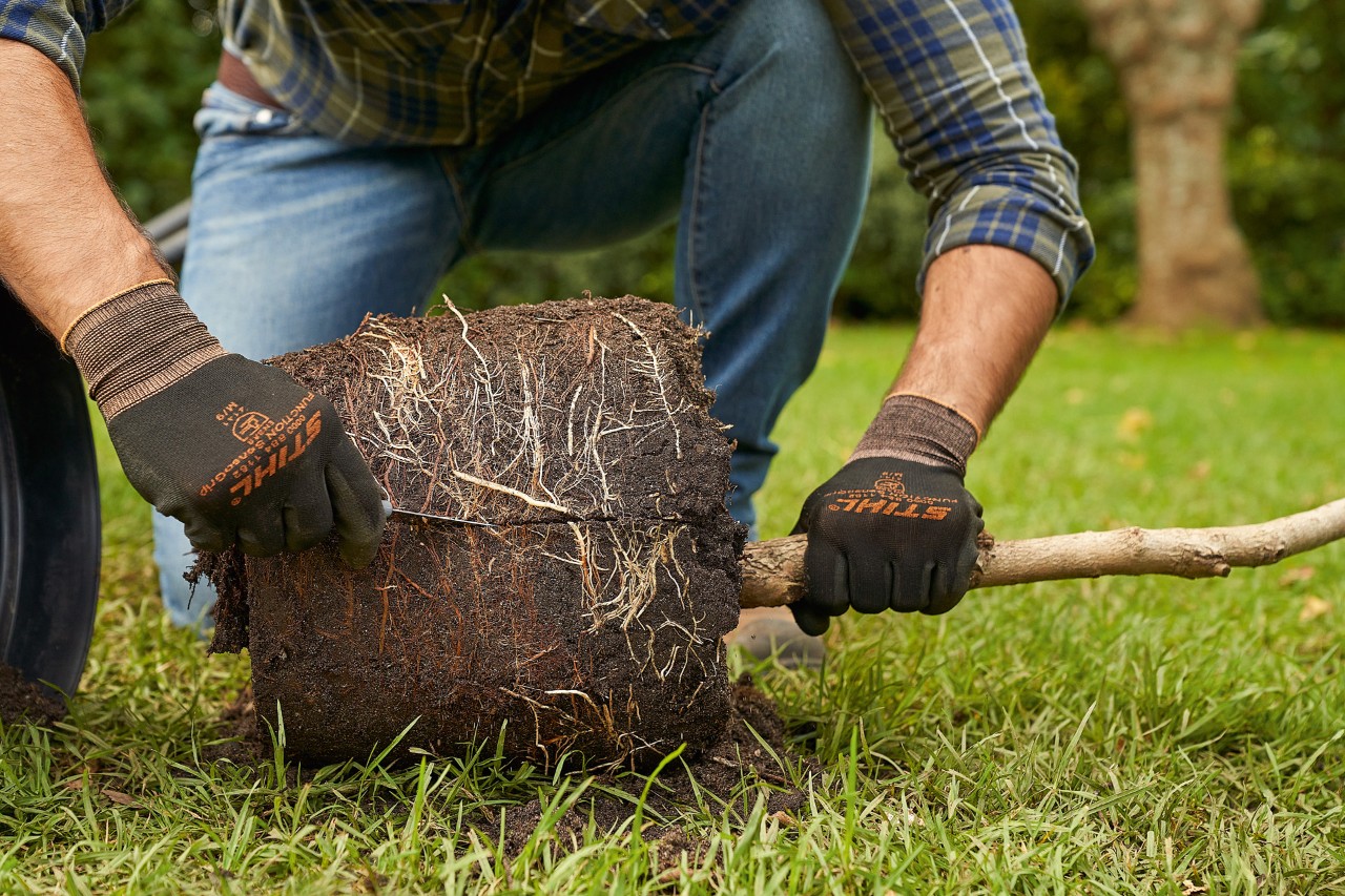 Egy STIHL védőkesztyűt viselő férfi bevési a konténeres fa gyökerét a gyökérbojt szélén