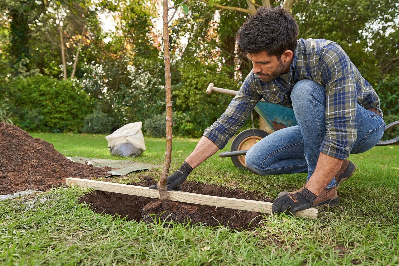 Egy STIHL védőkesztyűt viselő férfi egy fát igazít az ültetőgödör közepére, amely fölé egy lécet helyez