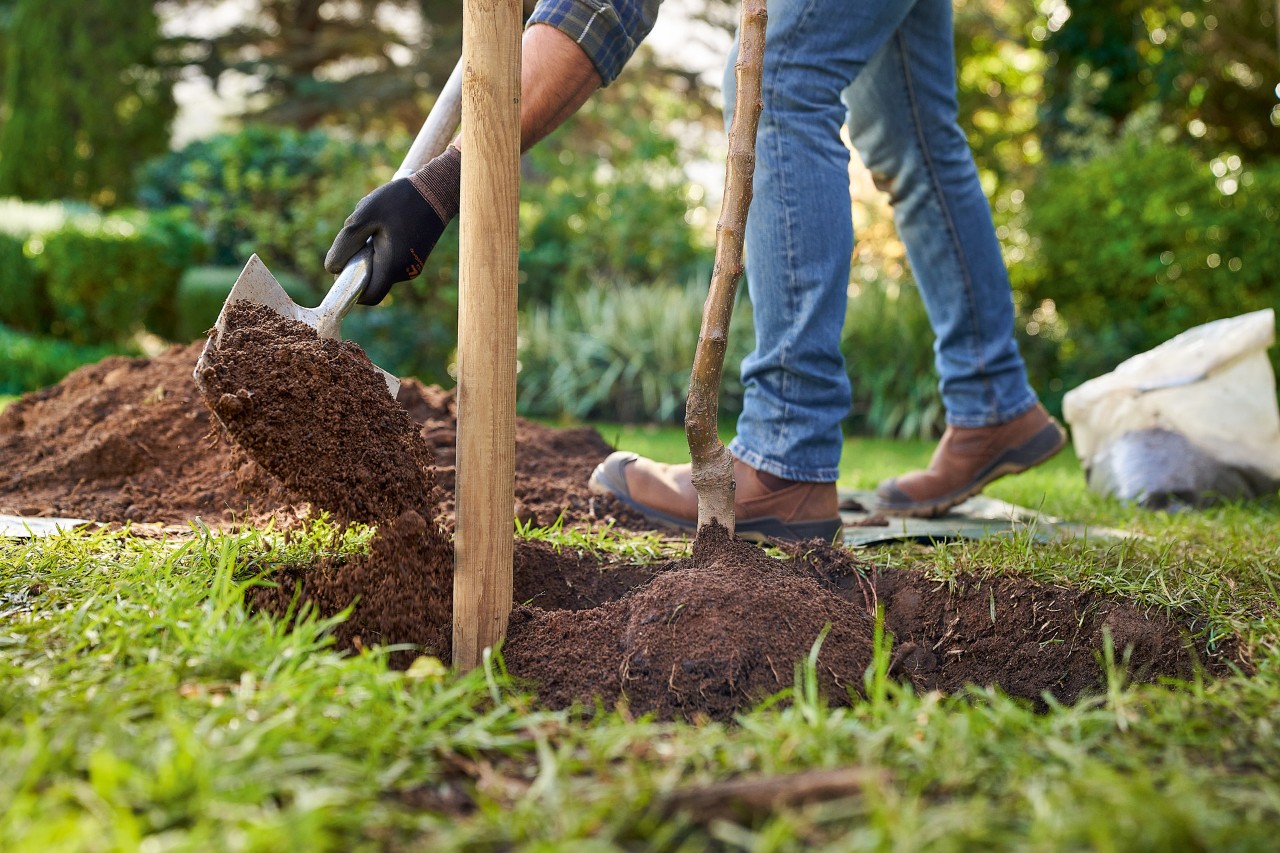 Egy STIHL védőkesztyűt viselő férfi egy fát ültet, miközben egy ásóval földet tölt az ültetőgödörbe