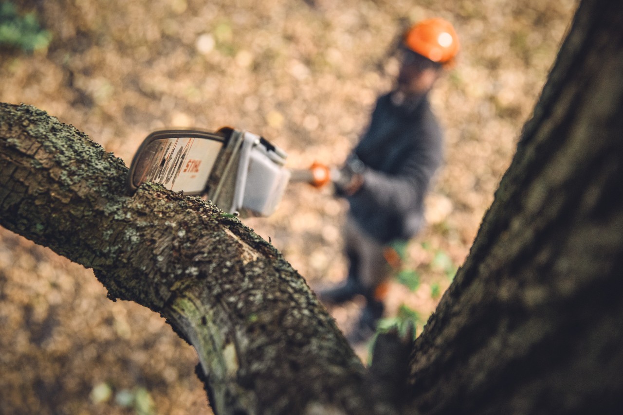 Egy férfi munkavédelmi felszerelésben dolgozik egy havas erdőben, az előtérben egy STIHL HTA 150 akkumulátoros magassági ágnyeső van egy fatörzsnek támasztva
