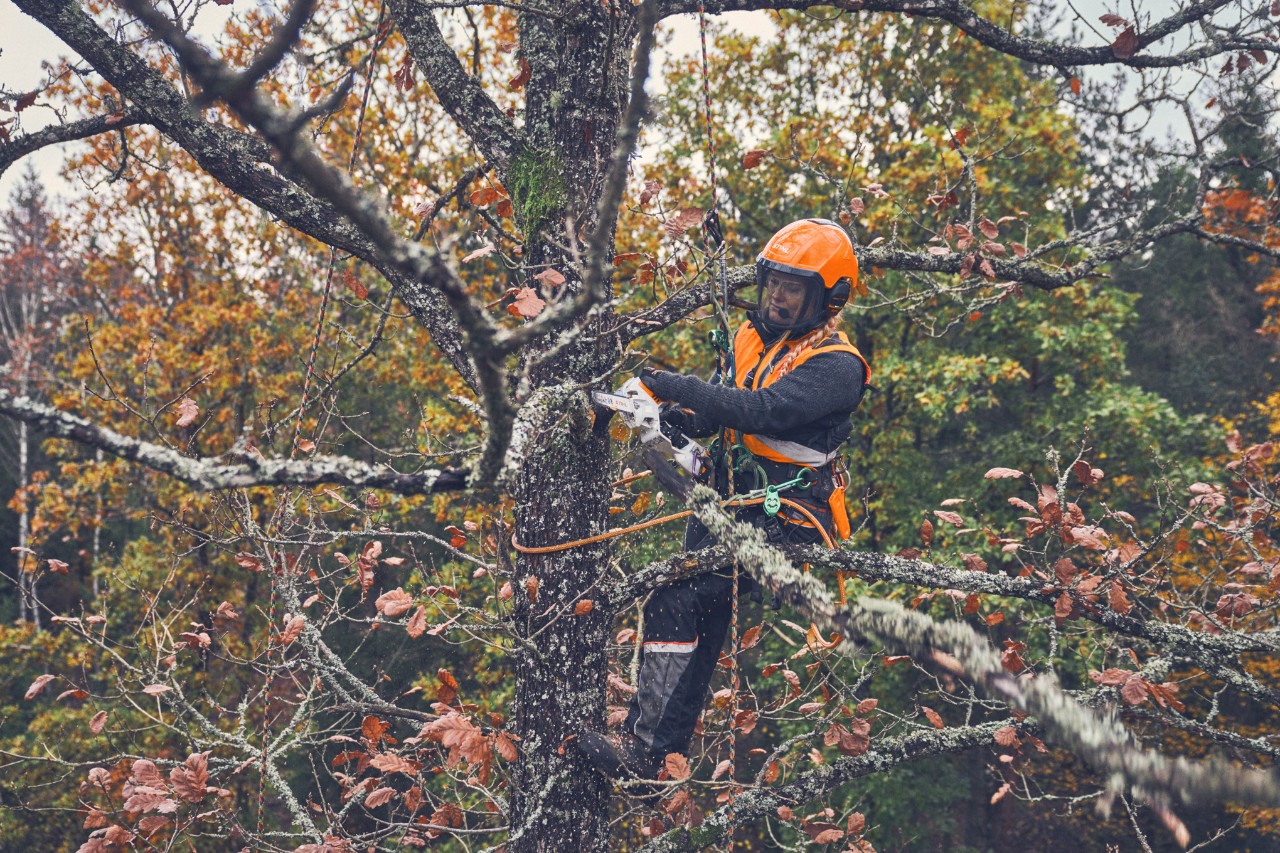 Viktoria Carstens a STIHL GTA 40 ágvágóval lefűrészel egy faágat