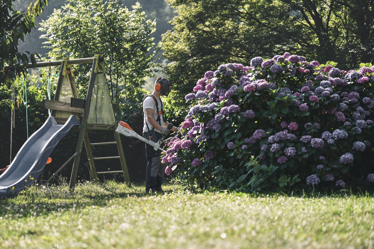 Egy fül- és arcvédőt viselő férfi egy STIHL fűkaszával áll egy nagy hortenziabokor előtt 