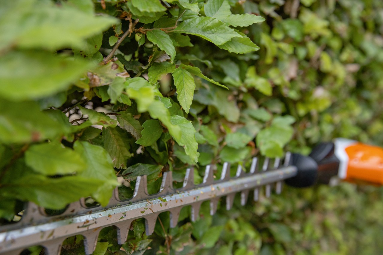 Közeli felvétel egy STIHL sövénynyíróval végzett sövényvágásról